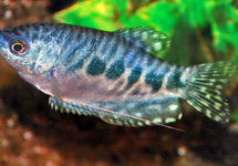 Trichopodus Trichopterus Marble