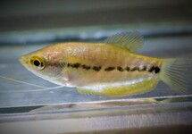 Trichopodus Pectoralis