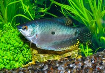 Trichopodus Trichopterus