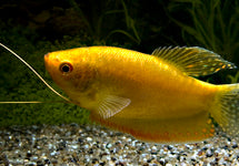 Trichopodus Trichopterus Gold