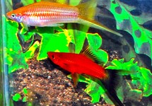 Xiph. Helleri Longfin Mix