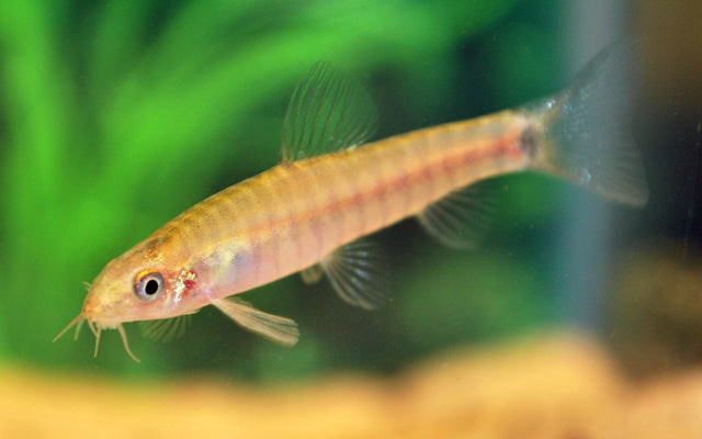 Yunnanilus Cruciatus