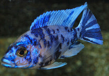 Aulonocara Sp. Marmelade Cat