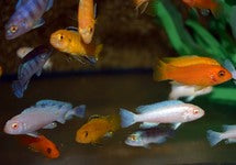Pseudotropheus Mbuna Mixed