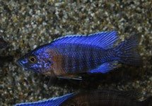 Aulonocara Stuartgranti Red Flush