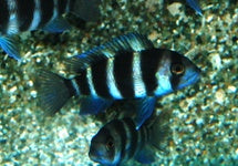 Cyphotilapia Frontosa