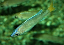 Cyprichromis Leptosoma