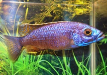 Sciaenochromis Fryeri Iceberg