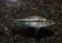 Dimidiochromis Compressiceps