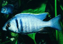 Placidochromis Electra