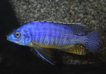 Protomelas Taeniolatus Lupingu