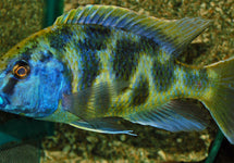 Nimbochromis Venustus