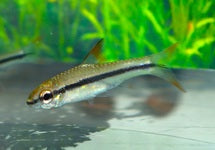 Enteromius Prionacanthus