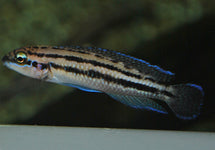 Julidochromis Dickfeldi