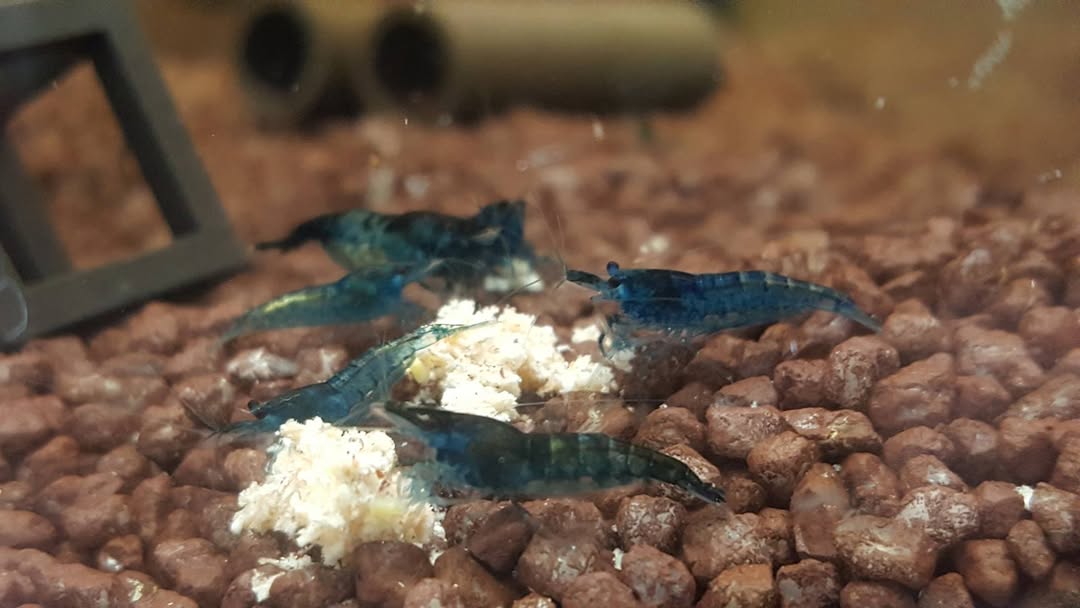 Neocaridina Davidi Blue