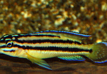 Julidochromis Regani Kipili