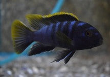 Labidochromis Sp. Mbamba