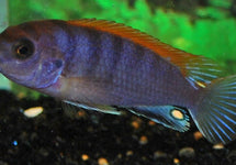 Labidochromis Sp. Hongi Red Top