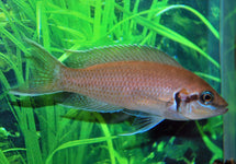 Neolamprologus Brichardi