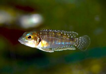 Lamprologus Meleagris