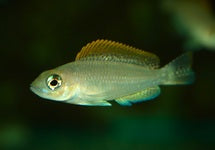 Neolamprologus Caudopunctatus Kapampa