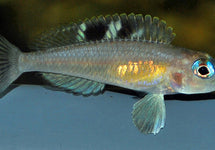 Neolamprologus Kungweensis Burton Bay