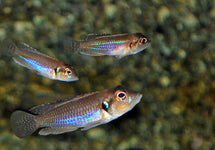 Lamprologus Ocellatus