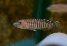 Lamprologus Signatus