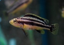 Melanochromis Chipokae