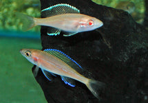 Paracyprichromis Nigripinnis Albino