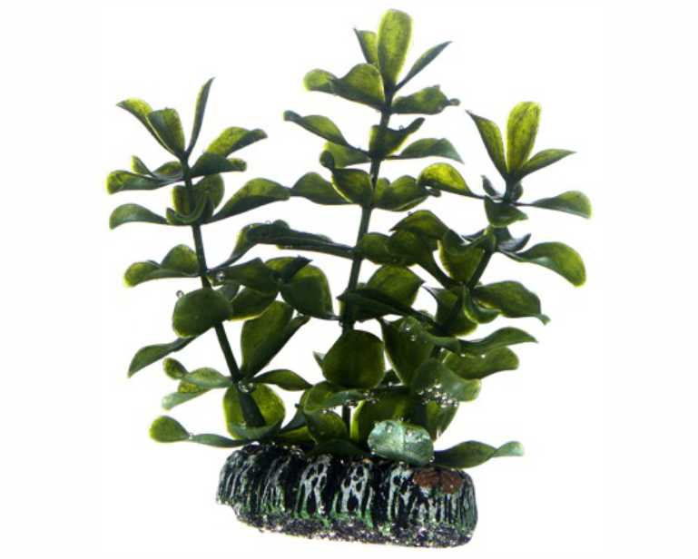 Hobby Plant Bacopa 7 CM
