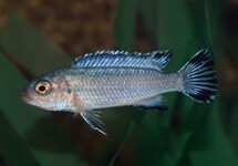 Pseudotropheus Socolofi