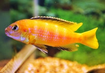 Pseudotropheus Saulosi