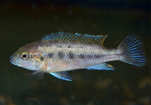 Pseudotropheus Williamsi Blue Lips