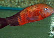 Tropheus Moorii Bemba