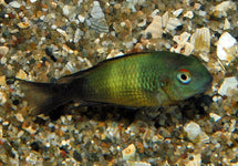 Tropheus Moorii Ikola