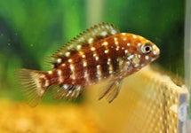 Tropheus Duboisi