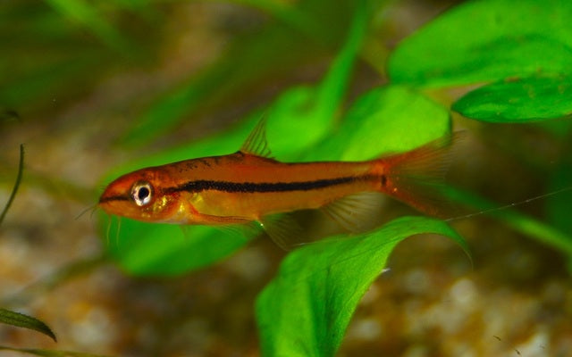 Physoschistura Mango