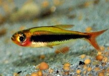 Tucanoichthys Tucano