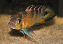 Apistogramma Rositae