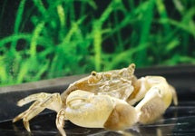 Ptychognathus Barbatus