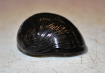 Neritina Pulligera