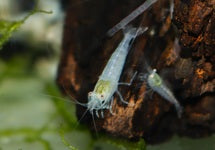 Caridina Pareparensis Parvidentata