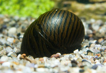 Neritina Turrita Zebra