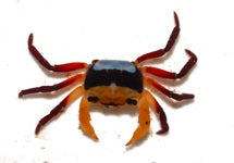 Lepidothelphusa Menneri