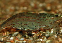 Caridina Multidentata