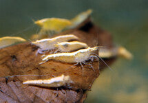 Neocaridina Davidi Yellow Fire