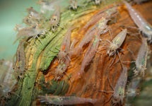 Caridina Multidentata Orange