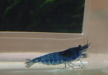 Neocaridina Davidi Blue