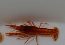 Cambarellus Patzcuarensis Orange